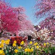 鈴鹿の森庭園の梅まつりとなばなの里 河津桜とイルミネーションの競演