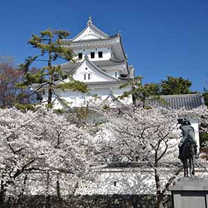 京都新聞企画事業株式会社 / 大垣城と墨俣一夜城の桜