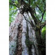 滋賀ふるさと往復便 / 京都新聞社 - www.yadimania.com